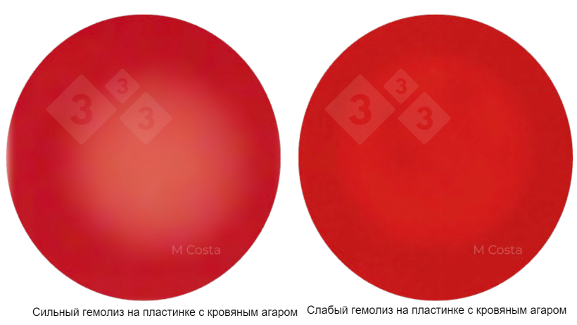 Рисунок 1. Визуальная разница между сильно гемолитическими (слева) и слабогемолитическим (справа) штаммами Brachyspira. Фотографии сделаны с 5%-ного агара с овечьей кровью, прозрачность указывает на гемолиз (распад эритроцитов).
