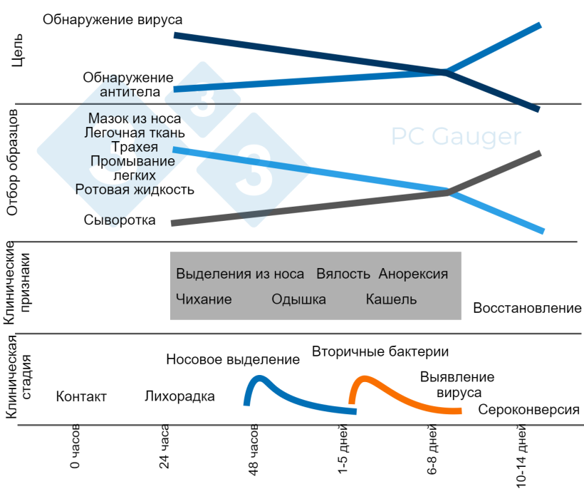 Рисуток 1. Целевой сбор образцов для прямого или косвенного обнаружения и диагностики инфекции вируса гриппа А у свиней. Сбор образцов для прямого обнаружения должен происходить во время выделения вируса на ранней стадии клинического заболевания. Косвенное обнаружение антител к гриппу должно происходить после устранения вируса и быть нацеленным на иммунный ответ на инфекцию.
