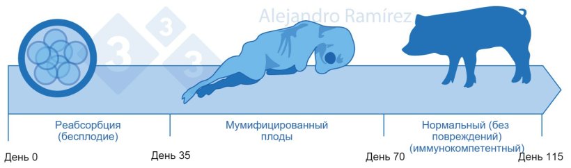 Бесплодие и мумифицированные плоды, вызванные парвовирусом
