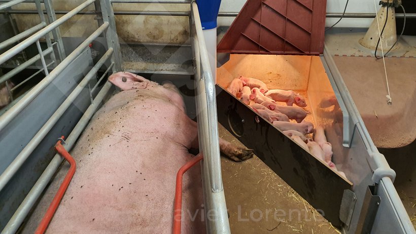 Piglets enclosed in the nest to begin split suckling.
