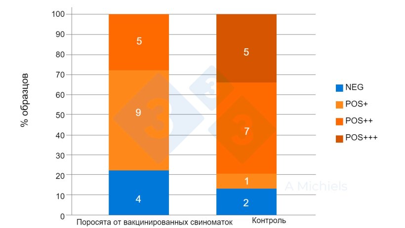 Рисунок 2. Образцы ротовой жидкости поросят в возрасте 5 и 8 недель. Поросята от вакцинированных свиней (слева) демонстрируют сильное снижение распространенности B. bronchiseptica по сравнению с результатами невакцинированной контрольной группы (справа).
