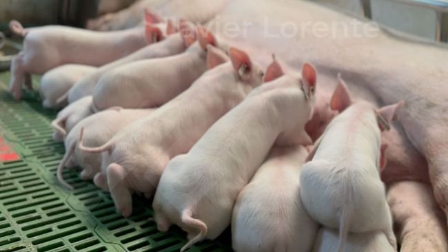 Одинаковый возраст на опоросе может способствовать улучшению состояния здоровья животных.