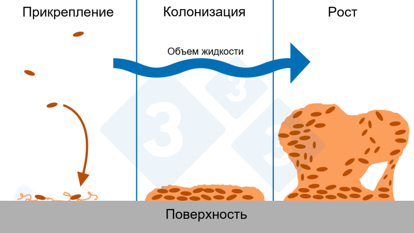 Рисунок 6. Три фазы формирования биопленки: прикрепление, колонизация и рост сложных структур биопленки. Источник: Рисунок адаптирован с разрешения Центра инженерии биопленки, Университет штата Монтана.
