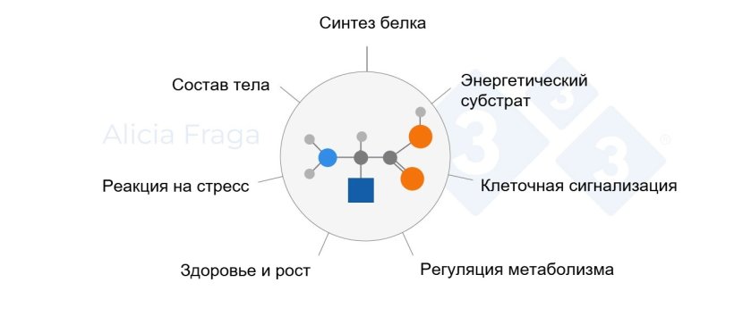 Рисунок 1. Общая роль функциональных аминокислот.
