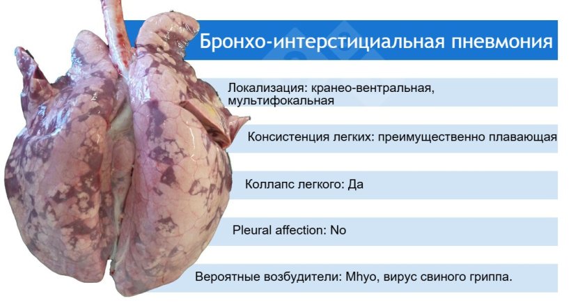 Mhyo: Mycoplasma hyopneumoniae
