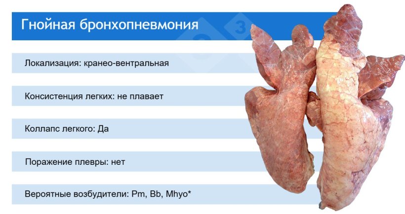 Pm: Pasteurella multocida; Bb: Bordetella bronchiseptica; Mhyo: Mycoplasma hyopneumoniae.
*Mhyo обычно участвует в гнойных бронхопневмониях как инициирующий возбудитель (вызывая вначале бронхоинтерстициальную пневмонию).
