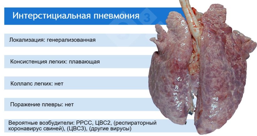 РРСС: вирус репродуктивно-респираторного синдрома свиней; ЦВС2: цирковирус свиней 2; респираторный коронавирус свиней; ЦВС3: цирковирус свиней 3.

РРСС, ЦВС3 и другие вирусы, такие как аденовирусы, вирус болезни Ауески и другие, обычно вызывают легкие интерстициальные пневмонии.
