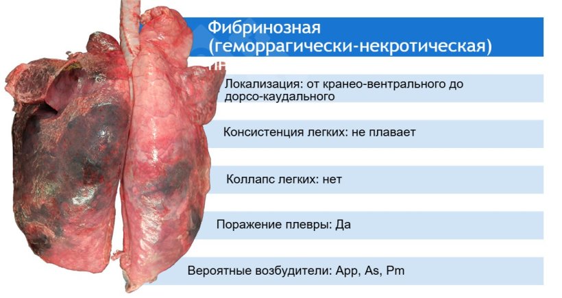 App: Actinobacillus pleuropneumoniae; As: Actinobacillus suis;&nbsp;Pm: Pasteurella multocida
