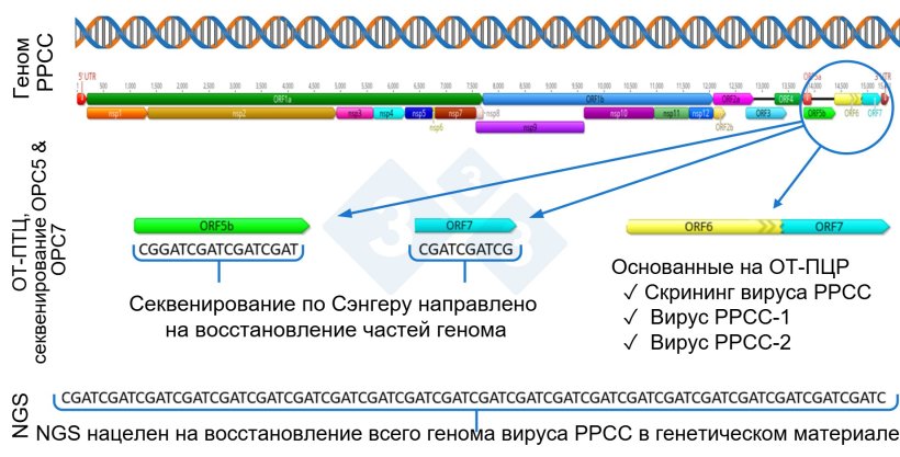 Рисунок 1: Схематическое изображение всего генома вируса РРСС (GenBank U87392) и целевых областей для различных диагностических анализов. В Соединенных Штатах анализы ОТ-ПЦР для обнаружения модифицированных живых вирусов (MLV) вакциноподобных вирусов нацелены на область nsp2, а секвенирование CLAMP для блокирования амплификации вакцинных вирусов MLV во время секвенирования по Сэнгеру нацелено на ген ORF5.
