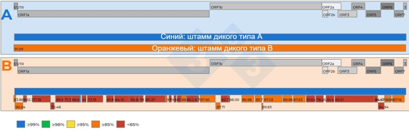 Рисунок 2: A) Схематическое изображение сравнения двух полных геномных последовательностей вируса РРСС, восстановленных из объединенного образца сыворотки 15:1 с Ct 18,4. Один вирус был установлен в качестве референта (синий цвет). Уровень нуклеотидного сходства между вирусами представлен числами в красных квадратных полях. B) Схематическое изображение сравнения двух геномных последовательностей вируса РРСС, восстановленных из объединенного образца сыворотки 5:1 с Ct 19,5. Один вирус был установлен в качестве референтного штамма (синий цвет). Уровень нуклеотидного сходства между фрагментами генома, восстановленными из второго вируса, закодирован цветом и также представлен числами в красных квадратных полях. Гены генома РРСС представлены в верхней части обеих панелей A и B. Отдельные ОРС, присутствующие в последовательности полного генома вируса РРСС, представлены в верхней части обеих панелей A и B.
