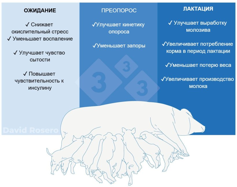 Рисунок 1. Влияние клетчатки как питательного вещества на рацион свиноматок
