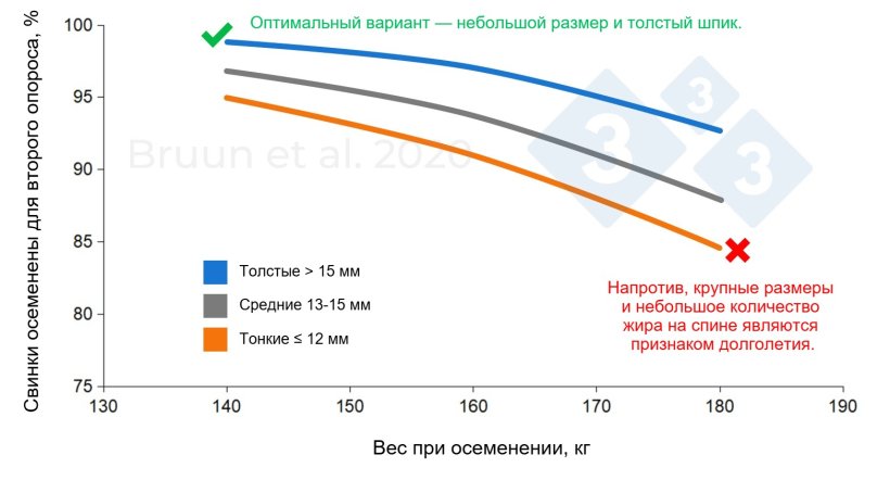 Взаимосвязь между массой и толщиной шпика у свиноматки при первом осеменении и её последующей продуктивной жизнью и долголетием. Бруун и др. (2020): Отчёт об исследовании № 1206, SEGES Innovation
