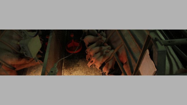 Piglets