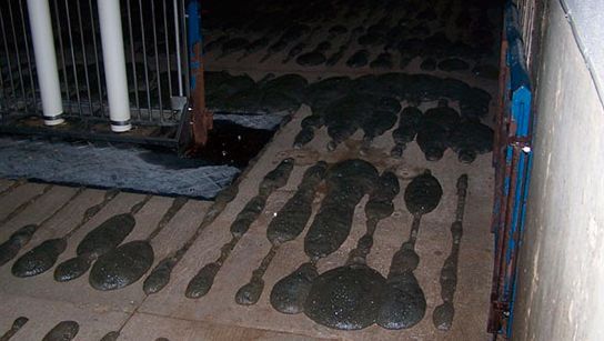 Foam creeping up through slatted flooring.