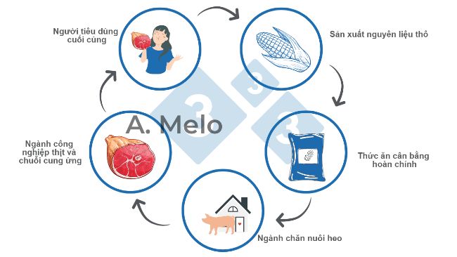 Biểu đồ 1. Chuỗi thức ăn từ sản xuất nguy&ecirc;n liệu th&ocirc; đến b&agrave;n ăn của người ti&ecirc;u d&ugrave;ng cuối c&ugrave;ng.

