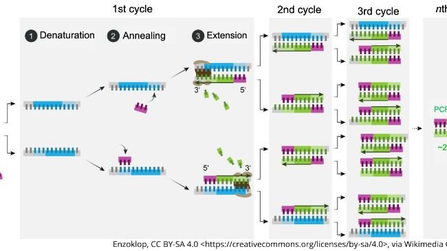 Sơ đồ cơ chế của PCR.