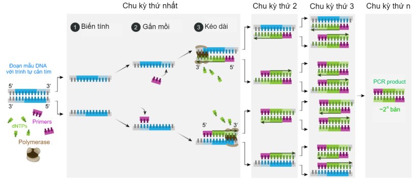 Sơ đồ cơ chế của PCR.
