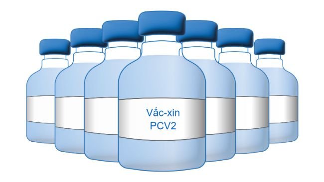 PCV2 Vaccine