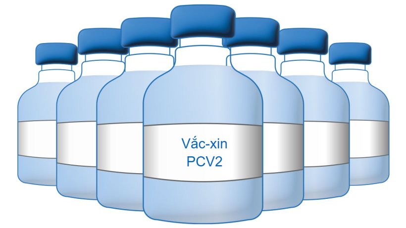 PCV2 Vaccine