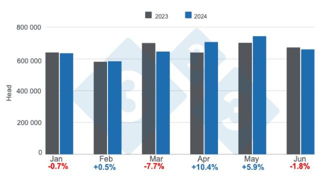 Số lượng heo giết mổ hàng tháng của Argentina trong nửa đầu năm 2024, biến động hàng năm. Được chuẩn bị bởi 333 Châu Mỹ Latinh với dữ liệu từ Ban Thư ký Nông nghiệp, Chăn nuôi và Thủy sản của Bộ Kinh tế Argentina. 