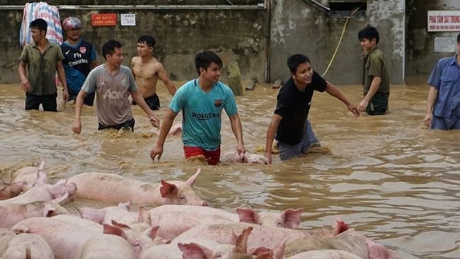Người dân khẩn trương di chuyển vật nuôi đến nơi an toàn. Nguồn: Sưu tầm.