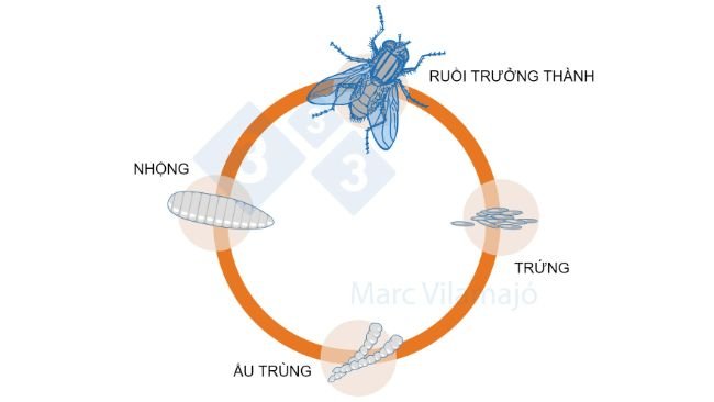 Hình 1. Vòng đời của ruồi.