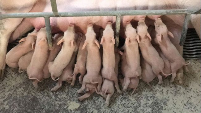Kích thích nái mẹ tiết sữa