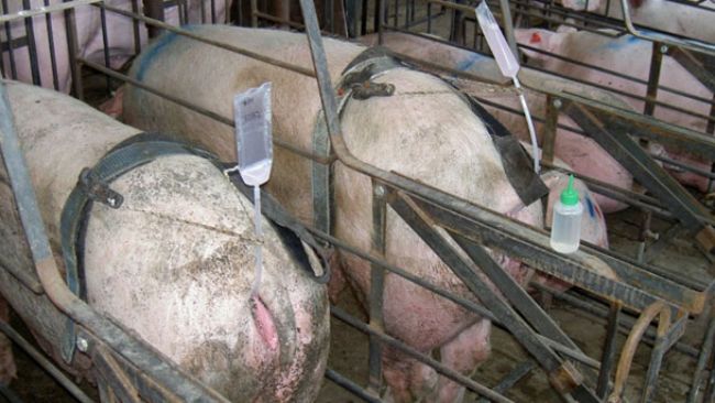 Ảnh 1. Phương ph&aacute;p phối tinh kh&ocirc;ng d&ugrave;ng tay giữ cho ph&eacute;p kỹ thuật vi&ecirc;n kiểm so&aacute;t việc phối của nhiều con c&aacute;i c&ugrave;ng một l&uacute;c, do đ&oacute; giảm thời gian cần d&ugrave;ng cho việc phối. Tuy nhi&ecirc;n, nếu ống phối l&agrave; loại cứng th&igrave; n&oacute; c&oacute; rủi ro dễ bị bung ra hơn.
