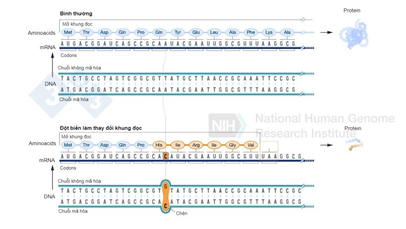 Hình 2. Ví dụ về sự chèn nucleotide gây ra sự thay đổi trong khung đọc và dẫn đến việc hình thành các axit amin khác biệt so với bình thường và cuối cùng là một codon kết thúc làm ngừng quá trình hình thành thêm axit amin cho protein đó. Nguồn: https://www.genome.gov/genetics-glossary/Frameshift-Mutation