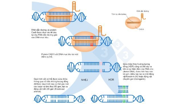 Hình 1. Chỉnh sửa gen bằng hệ thống CRISPR-Cas9. Một RNA dẫn đường (sgRNA) nhận biết một vùng cụ thể trong bộ gen, nhắm đến DNA cắt là Cas9. Enzym này cắt hai sợi DNA tại vị trí chính xác. Dựa theo: https://es.moleculardevices.com/applications/gene-editing-with-crispr-engineering