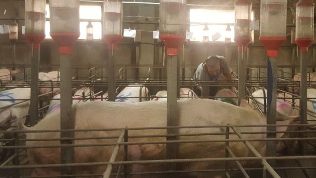 Bắt buộc phải phát hiện lên giống với sự hiện diện của con nọc ở trước mặt nái. Nhân viên trại phải đóng một vai trò tích cực trong việc phát hiện lên giống; sờ, đè lên nái mà không làm chúng sợ hãi.