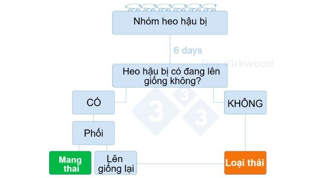 Hình 2: Quy trình xử lý dựa trên phản ứng của heo hậu bị với liệu pháp kích thích lên giống. Lưu ý: nếu bạn thấy < 70% nái nái động dục sau 6 ngày điều trị--> thì có thể bạn đang gặp vấn đề với việc phát hiện động dục.