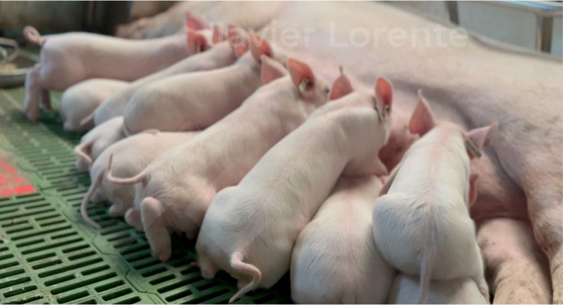 Cùng một độ tuổi trong phòng đẻ có thể giúp cải thiện tình trạng sức khỏe tổng thể trong khu vực này.