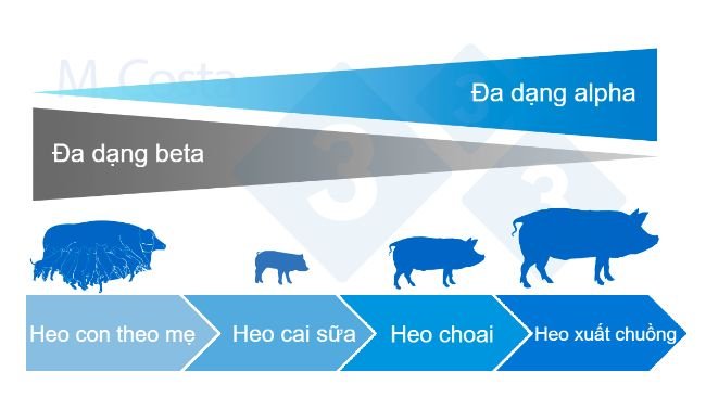 Hình 4. Biến động của sự đa dạng alpha và beta trong suốt cuộc đời của một con heo.