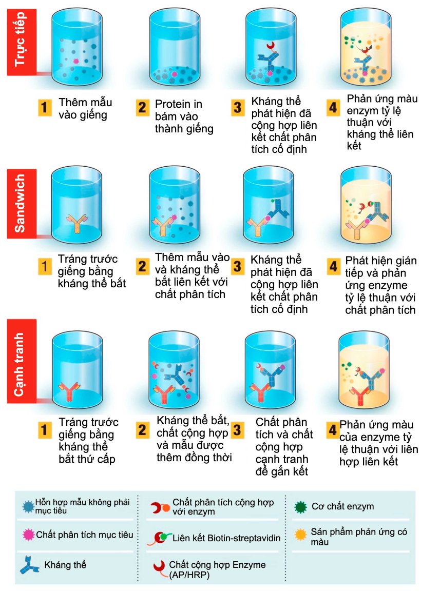 Hình 1. Tổng quan về xét nghiệm chẩn đoán dựa trên xét nghiệm miễn dịch hấp thụ liên kết với enzyme (ELISA). ELISA có thể được thực hiện ở các định dạng khác nhau dựa trên sự khác biệt trong việc cố định kháng nguyên và đánh dấu kháng thể. Trong ELISA trực tiếp, (các) kháng nguyên virus liên kết với pha rắn được phát hiện bằng cách bổ sung kháng thể liên hợp. Trong ELISA sandwich, kháng thể bắt giữ được gắn vào pha rắn. (Các) kháng nguyên trong mẫu sẽ liên kết với kháng thể bắt và sau đó được phát hiện bằng kháng thể có đánh dấu enzyme thứ hai. Trong ELISA cạnh tranh, kháng nguyên virus mẫu được ủ trước với kháng thể gốc, sau đó mẫu được thêm vào giếng được tráng bằng kháng thể thứ cấp cùng với kháng nguyên gắn với enzyme, chúng cạnh tranh với kháng nguyên của mẫu để gắn với kháng thể sơ cấp. Càng nhiều kháng nguyên virus trong mẫu, thì càng ít kháng nguyên cộng hợp được gắn và tín hiệu sẽ càng thấp. Nguồn: Phỏng theo Ghaffari et al. 2020.
