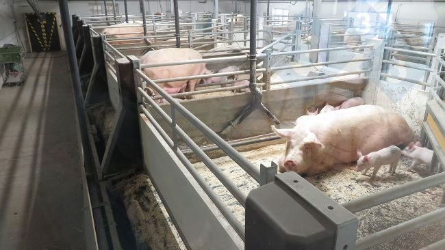 Hệ thống sàn chuồng di động được áp dụng cho heo nái nuôi con.