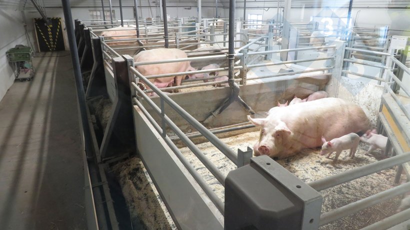 Hệ thống s&agrave;n chuồng di động được &aacute;p dụng cho heo n&aacute;i nu&ocirc;i con.
