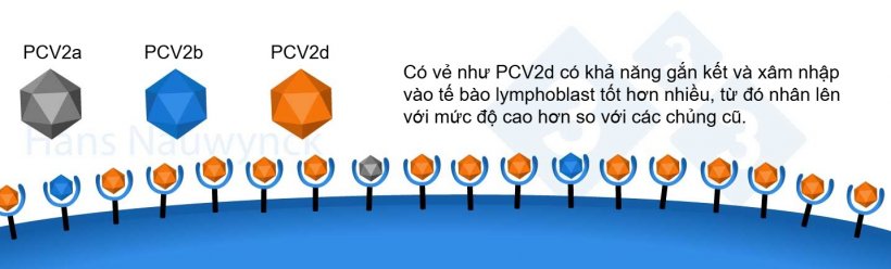 PCV2 là một loại virus luôn trong quá trình tiến hóa; PCV2d trở thành chủng chiếm ưu thế hiện nay, nhờ thay đổi bề mặt của nó để gắn kết hiệu quả hơn với các thụ thể trên tế bào lymphoblast.