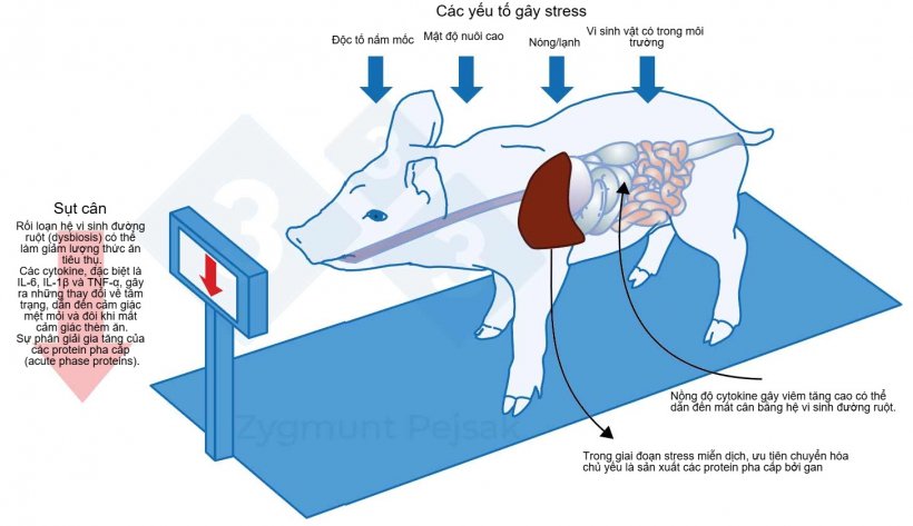 Hình 1. Một trong những chi phí phát sinh do tình trạng cảnh giác kéo dài là giảm cảm giác thèm ăn, dẫn đến thời gian nuôi nuôi thịt dài hơn. Do áp lực từ các yếu tố gây stress trong môi trường tác động khác nhau lên từng con, sự chênh lệch trọng lượng sẽ xảy ra giữa các heo con sau cai sữa hoặc heo thịt cùng lứa tuổi. Sự chênh lệch trọng lượng giữa các con cùng tuổi có thể gây ra hậu quả kinh tế nghiêm trọng. Ngoài ra, đặc biệt ở heo con, khẩu phần ăn thiếu các dưỡng chất thiết yếu để tăng cường sức đề kháng chống nhiễm trùng có thể khiến vật nuôi dễ bị tổn thương hơn.
Tác động của stress lên chức năng miễn dịch, sức khỏe và năng suất. Z. Pejsak, 2023, pig333.com.