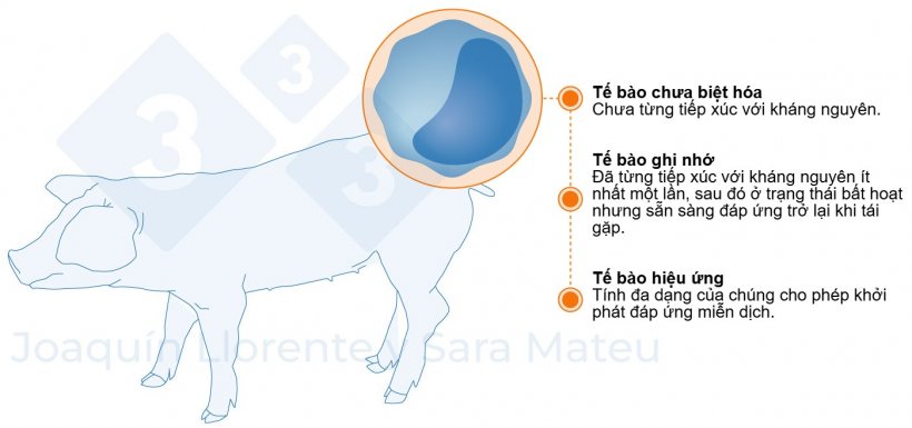 Hình 2. Các giai đoạn chức năng của tế bào lympho.