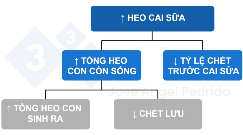 H&igrave;nh 1. Sơ đồ lựa chọn giải ph&aacute;p để tăng số heo con cai sữa.
