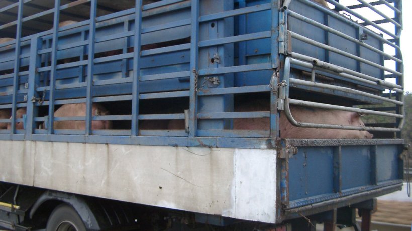 Đảm bảo nhập đủ nái hậu bị; tốt hơn nên tiêu hủy heo nái hậu bị hơn là bị lỡ mục tiêu phối giống hàng loạt