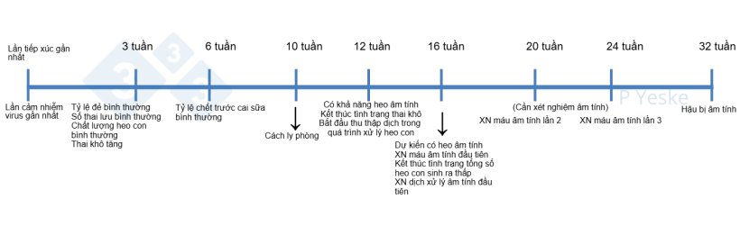H&igrave;nh 1. Mốc thời gian ổn định sau khi đ&agrave;n phơi nhiễm với virus. H&igrave;nh n&agrave;y ph&aacute;c thảo một số cột mốc cần theo d&otilde;i trong qu&aacute; tr&igrave;nh loại bỏ virus v&agrave; những kỳ vọng c&oacute; thể đặt ra. Tất nhi&ecirc;n, mỗi trại sẽ c&oacute; điều kiện kh&aacute;c nhau n&ecirc;n thời gian thực tế c&oacute; thể thay đổi, nhưng đ&acirc;y l&agrave; khung tham khảo để bắt đầu qu&aacute; tr&igrave;nh kiểm so&aacute;t bệnh.

