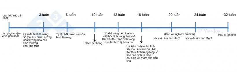 Hình 1. Mốc thời gian ổn định sau khi đàn tiếp xúc với virus. Hình này phác thảo một số cột mốc cần theo dõi trong quá trình loại bỏ virus và những kỳ vọng có thể đặt ra. Tất nhiên, mỗi trại sẽ có điều kiện khác nhau nên thời gian thực tế có thể thay đổi, nhưng đây là khung tham khảo để bắt đầu quá trình kiểm soát bệnh.