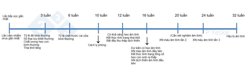 Hình 1. Mốc thời gian ổn định sau khi đàn phơi nhiễm với virus. Hình này phác thảo một số cột mốc cần theo dõi trong quá trình loại bỏ virus và những mục tiêu có thể đặt ra. Tất nhiên, mỗi trại sẽ có điều kiện khác nhau nên thời gian thực tế có thể thay đổi, nhưng đây là khung tham khảo để bắt đầu quá trình kiểm soát bệnh.