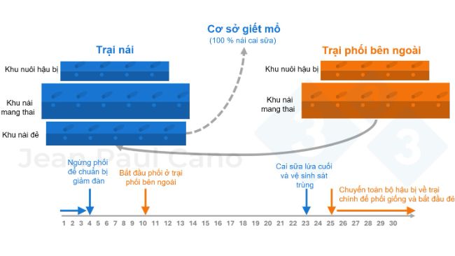 H&igrave;nh 2. Sơ đồ việc chu chuyển đ&agrave;n v&agrave; tiến tr&igrave;nh thời gian trong quy tr&igrave;nh giảm đ&agrave;n &ndash; t&aacute;i đ&agrave;n. 
