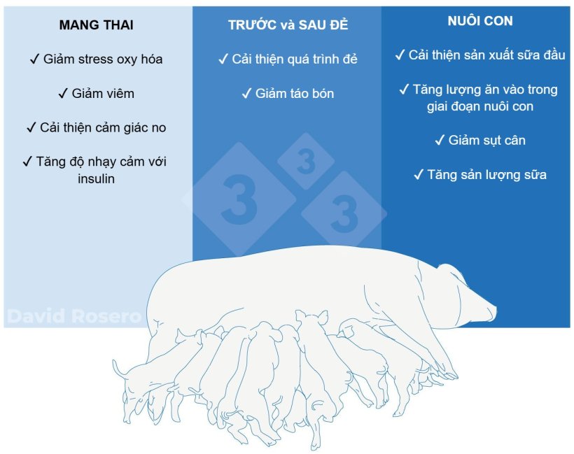 Hình 1. Tác động của chất xơ như một biện pháp dinh dưỡng trong khẩu phần heo nái