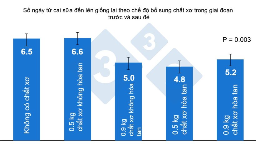 Hình 4. Ảnh hưởng của chất xơ đối với nái trong giai đoạn trước và sau đẻ đến khoảng thời gian từ khi cai sữa đến lên giống lại.