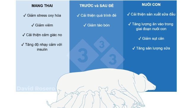 H&igrave;nh 1. T&aacute;c động của chất xơ như một biện ph&aacute;p dinh dưỡng trong khẩu phần heo n&aacute;i
