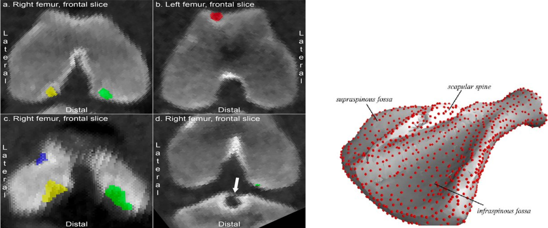 CT images of pig femoral heads and scapula